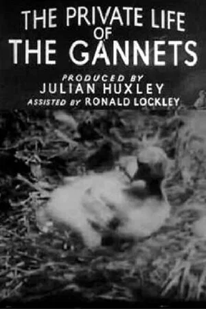 Постер: The Private Life of the Gannets