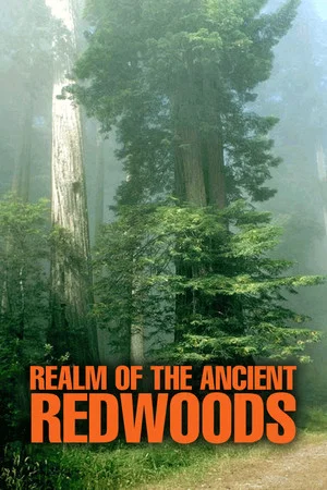 Постер: Realm of the Ancient Redwoods