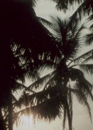 Постер: Land of Coconuts