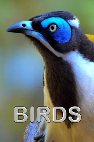 Постер: Birds