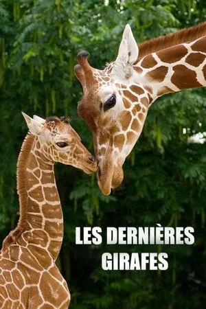 Постер: Les Dernières Girafes