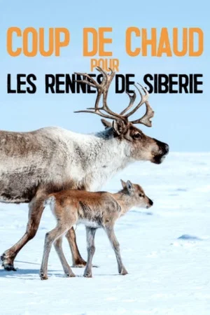 Постер: Heatstroke for the Siberian Reindeer