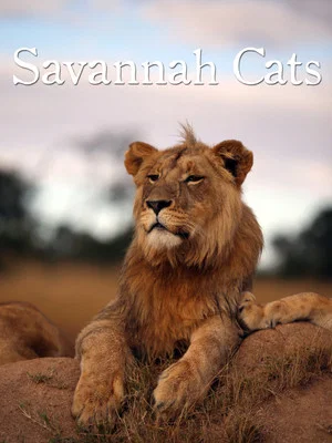 Постер: Savannah Cats