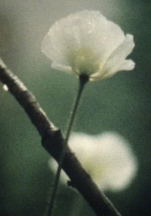 Постер: Terzen