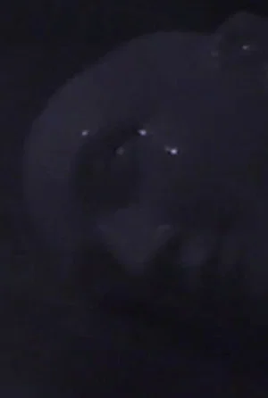 Постер: Silent Night