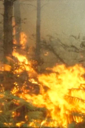 Постер: La forêt défigurée