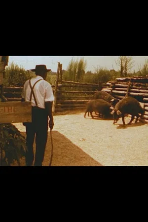 Постер: Hush Hoggies Hush: Tom Johnson's Praying Pigs