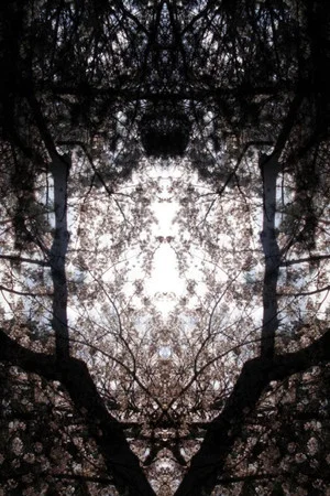 Постер: Concrescence