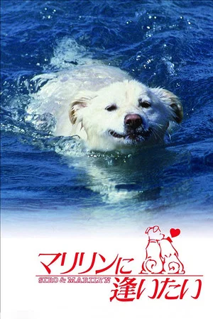 Постер: Shiro and Marilyn