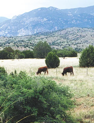 Постер: Whose Home on the Range?