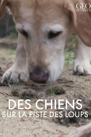 Постер: GEO Reportage - Des chiens sur la piste des loups