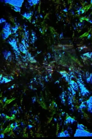 Постер: A Film Containing Trees