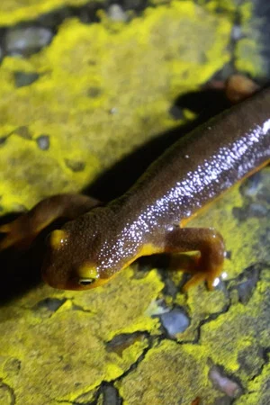 Постер: The Chileno Valley Newt Brigade