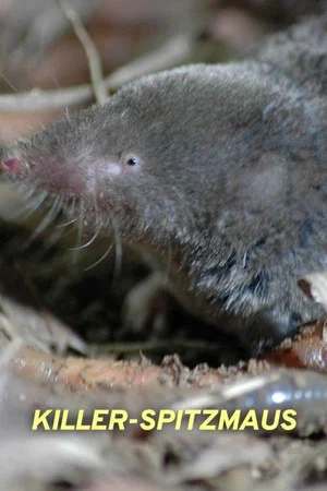 Постер: Killer Shrew