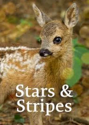 Постер: Stars and Stripes