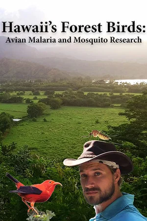 Постер: Hawaii's Forest Birds: Avian Malaria and Mosquito Research