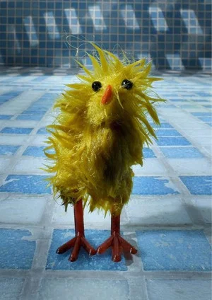 Постер: Chick Wash