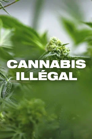 Постер: Cannabis illégal