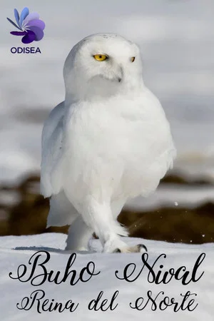Постер: Snowy Owl, queen of the North