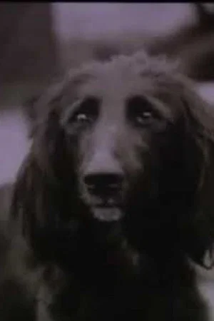 Постер: The Dog Was Running