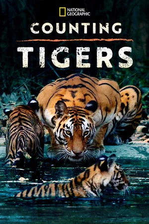 Постер: Counting Tigers