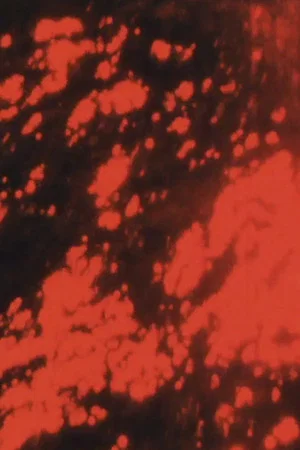 Постер: The Red Sea