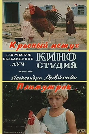 Постер: Красный петух плимутрок