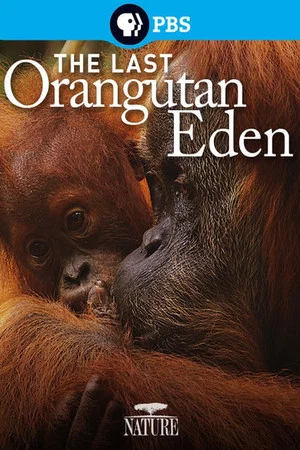 Постер: The Last Orangutan Eden