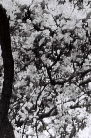 Постер: This is for Jonas Mekas