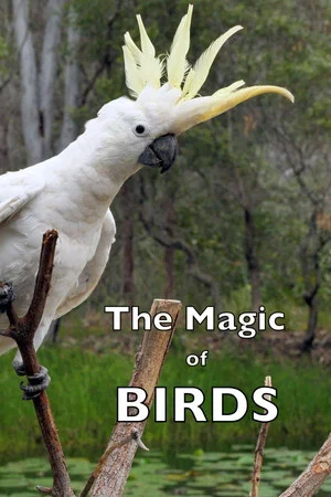 Постер: The Magic of BIRDS