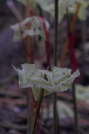 Постер: Fragmented Forest