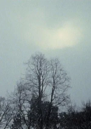 Постер: Hanging Upside Down in the Branches