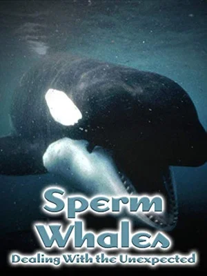 Постер: Sperm Whales: Dealing with the Unexpected