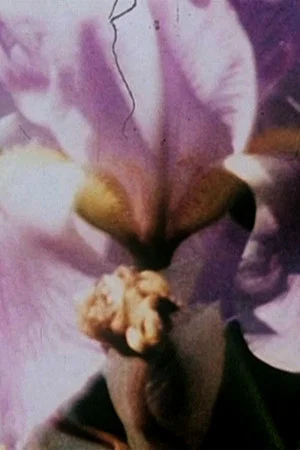 Постер: Fleurs sans titre