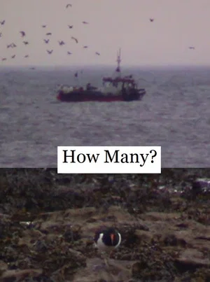 Постер: How Many?
