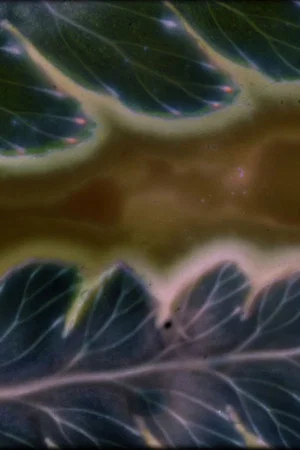 Постер: Phytophonics