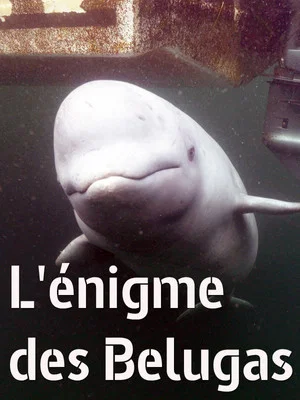 Постер: The Mystery of the Belugas
