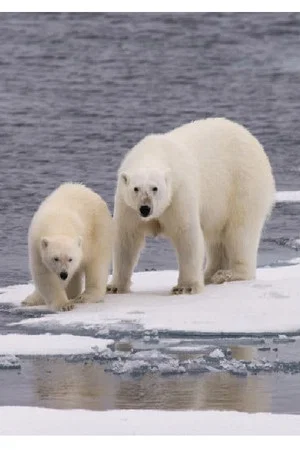 Постер: Ice Bear