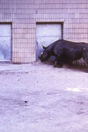 Постер: Rhinoceroses