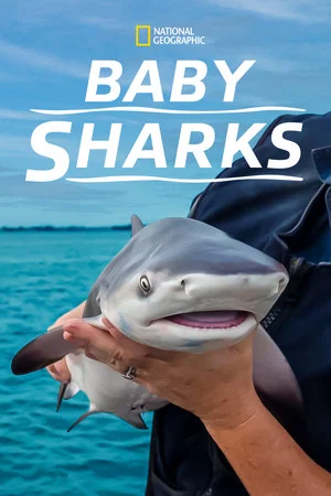 Постер: Baby Sharks