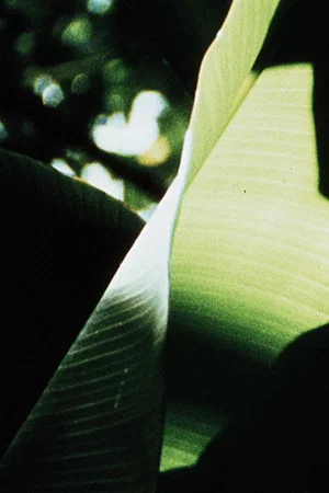 Постер: Banana Leaves