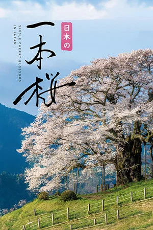 Постер: Japan's Single Cherry Blossom Tree