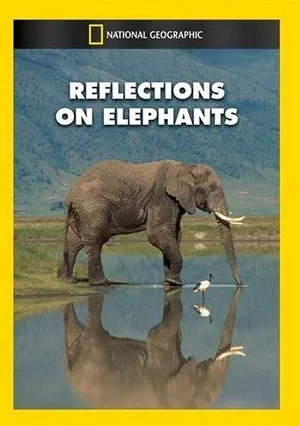 Постер: Reflections on Elephants