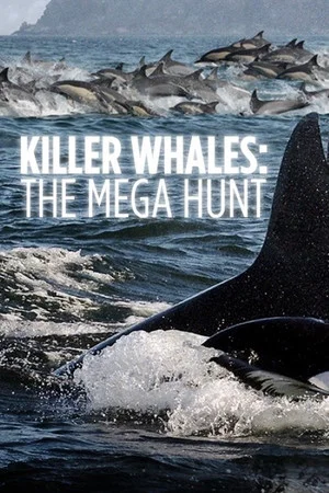 Постер: Killer Whales: the Mega Hunt