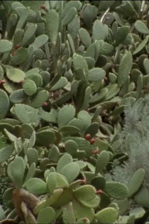 Постер: Cactus Raptus