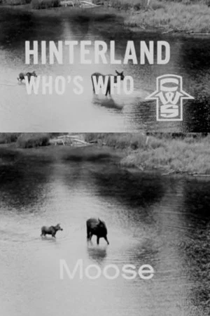 Постер: Hinterland Who's Who: Moose