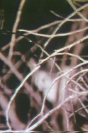 Постер: Nightcats
