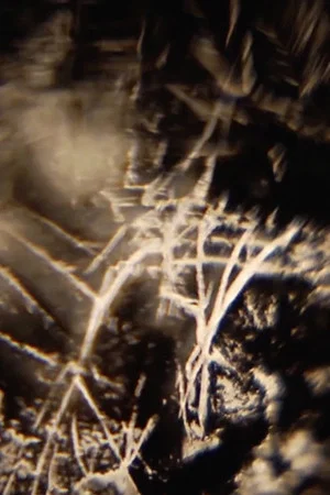 Постер: Ken Jacobs / Rick Reed & Tara Bhattacharya @ The Nervous Magic Lantern Festival