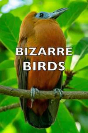Постер: Bizarre Birds
