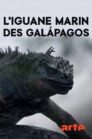 Постер: The Marine Iguanas of the Galapagos
